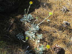 Image of Packera candidissima (Greene) W. A. Weber & Á. Löve