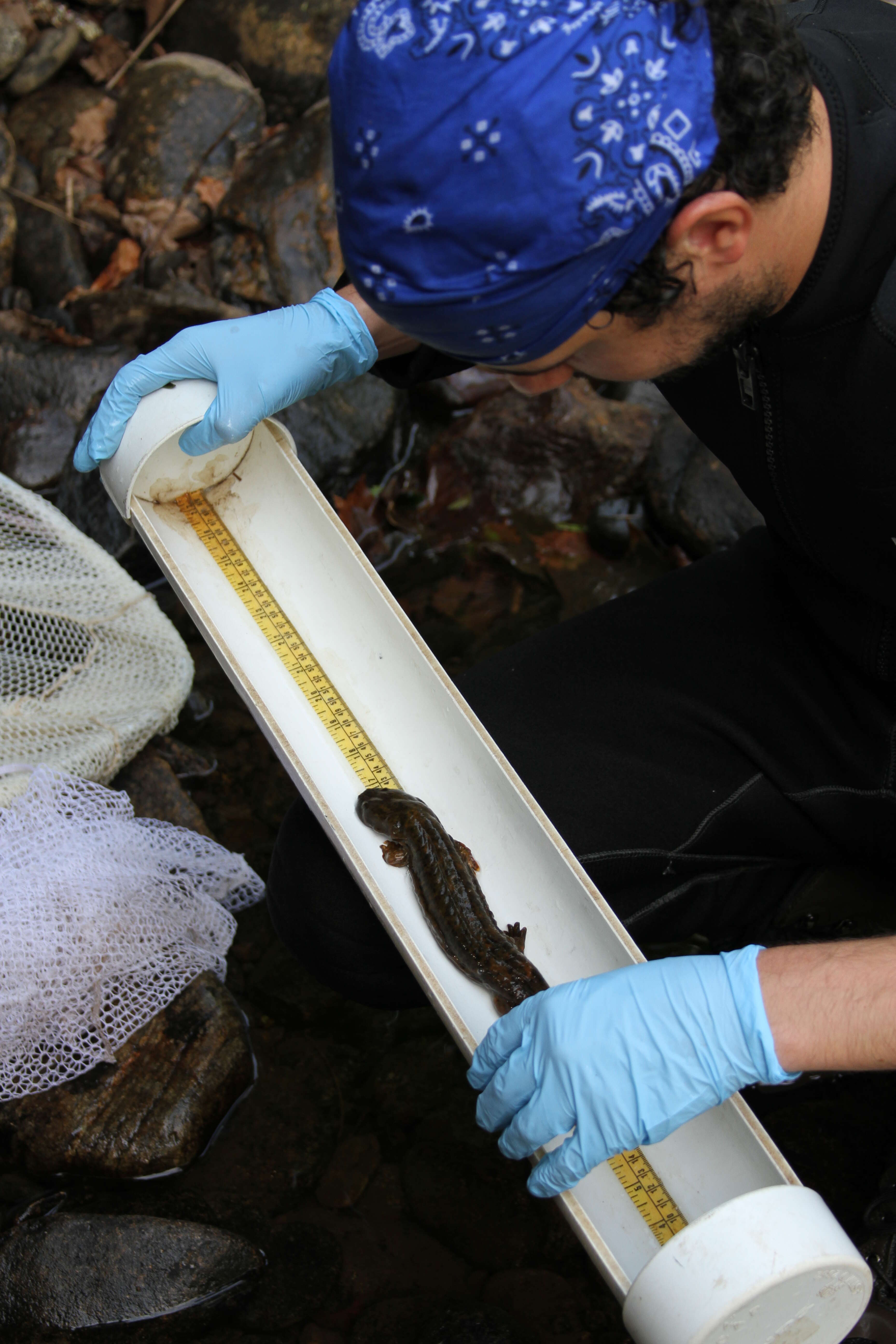 Image de Cryptobranchus alleganiensis