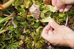 Image of purple pitcherplant