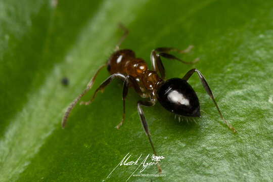 Image of Prolasius convexus McAreavey 1947