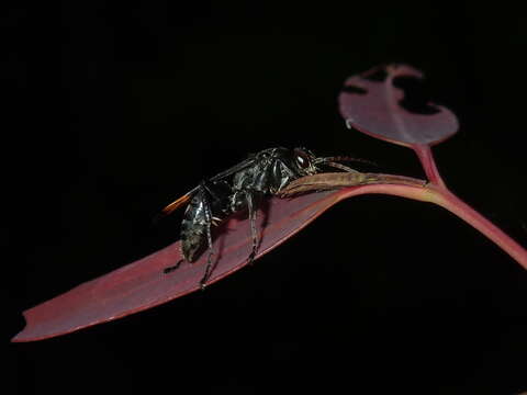 صورة Calopompilus raptor (Smith 1862)