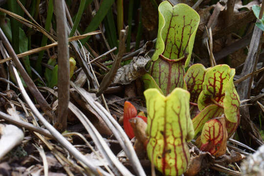 Image of purple pitcherplant