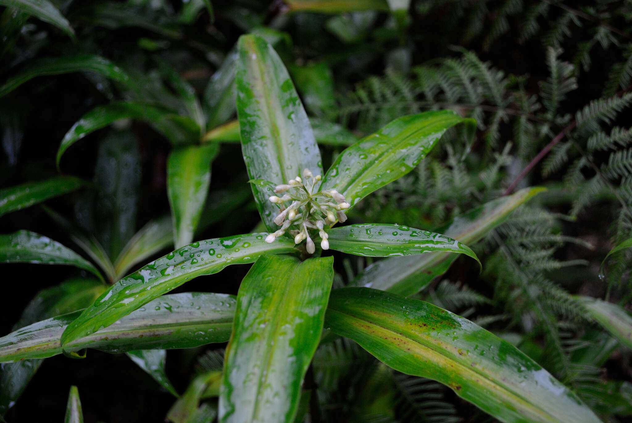 Image de Pollia crispata (R. Br.) Benth.