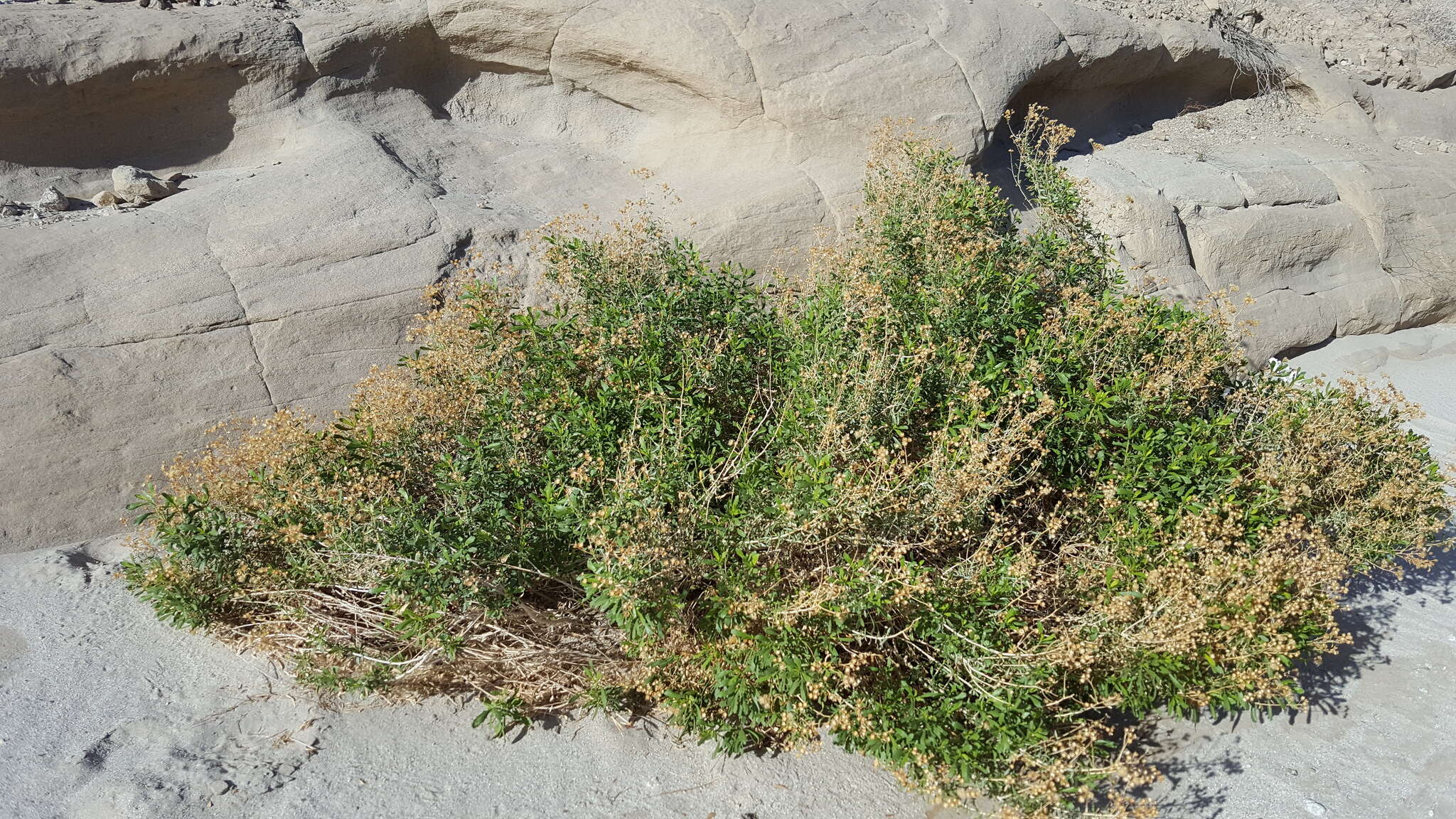 Image of alkali goldenbush