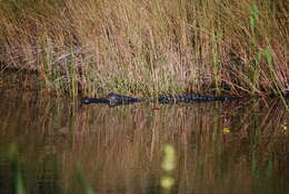 Image of alligators