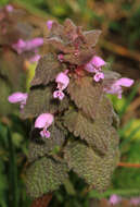 Imagem de Lamium purpureum var. purpureum