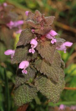 Image of purple deadnettle