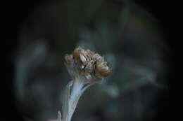 Imagem de Antennaria umbrinella Rydb.