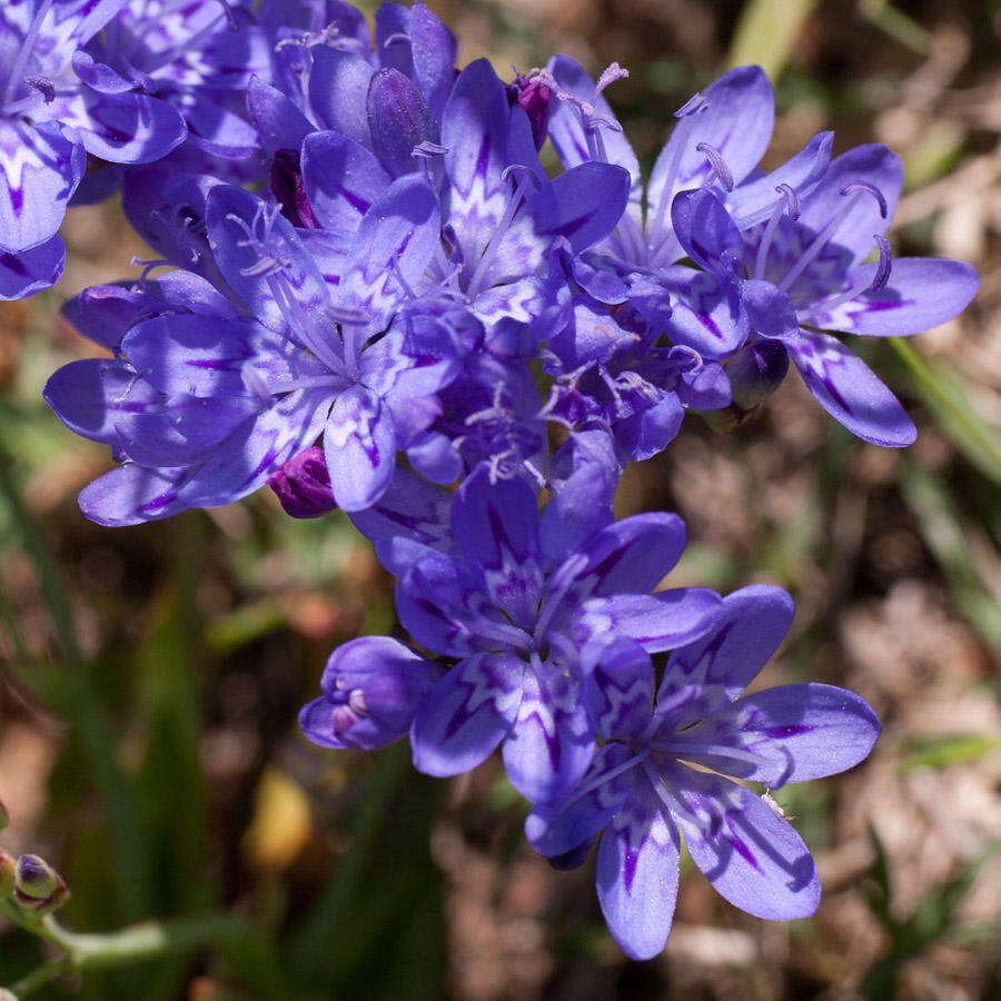 Image of Codonorhiza corymbosa (L.) Goldblatt & J. C. Manning