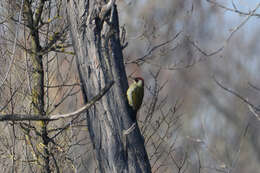 صورة Picus viridis viridis Linnaeus 1758