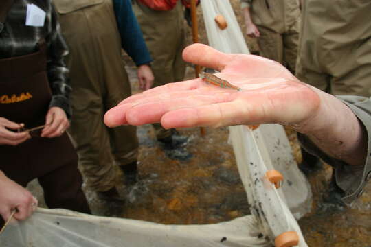 Image of Speckled Darter