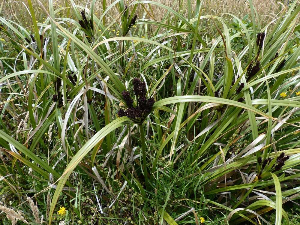 Image of Cyperus ustulatus A. Rich.