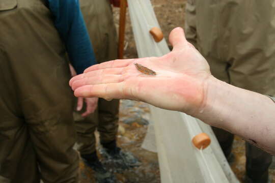 Image of Speckled Darter