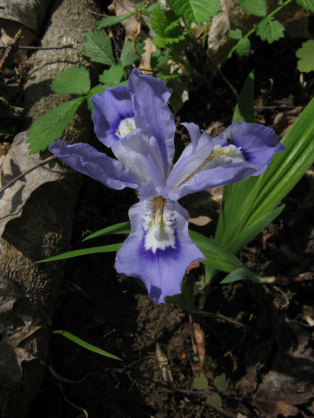 Image of crested iris