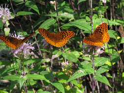 Image of wild bergamot