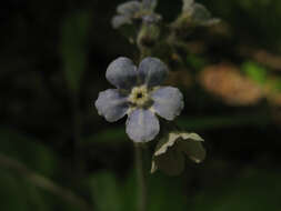 Plancia ëd Andersonglossum virginianum (L.) J. I. Cohen