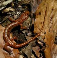 Image of Cave Salamander