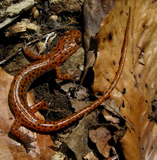 Image of Cave Salamander