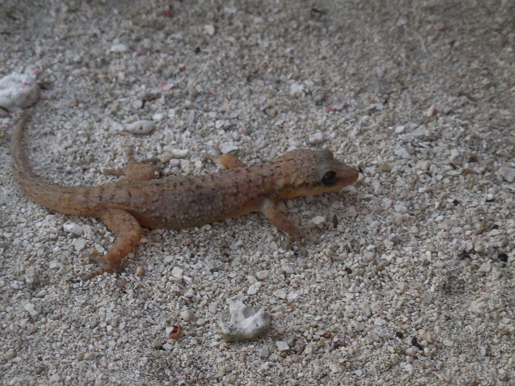 Image of Belize Leaf-toed  Gecko