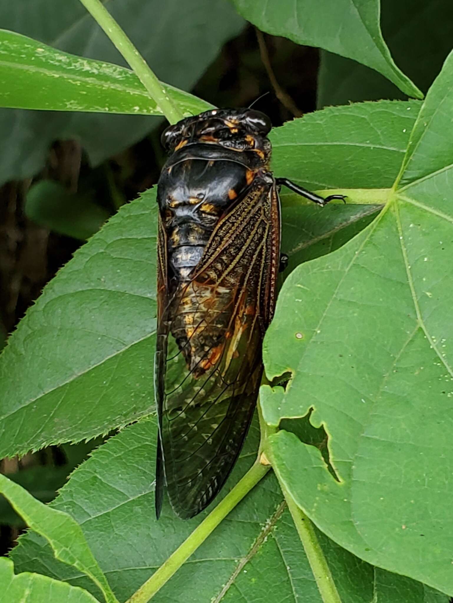 Image of Cryptotympana mandarina Distant 1891