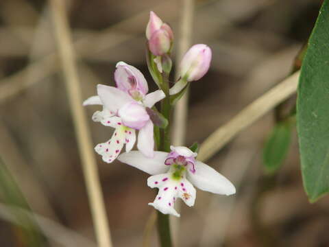 Plancia ëd Galearis rotundifolia (Banks ex Pursh) R. M. Bateman