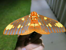 Image of Regal Moth