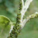 Image of Green apple aphid