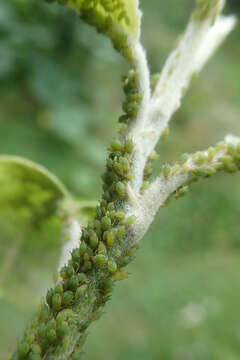 Image of Apple aphid