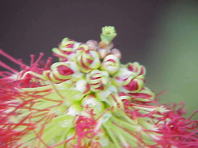 Image of Melaleuca orbifolia (F. Müll.) Craven & R. D. Edwards