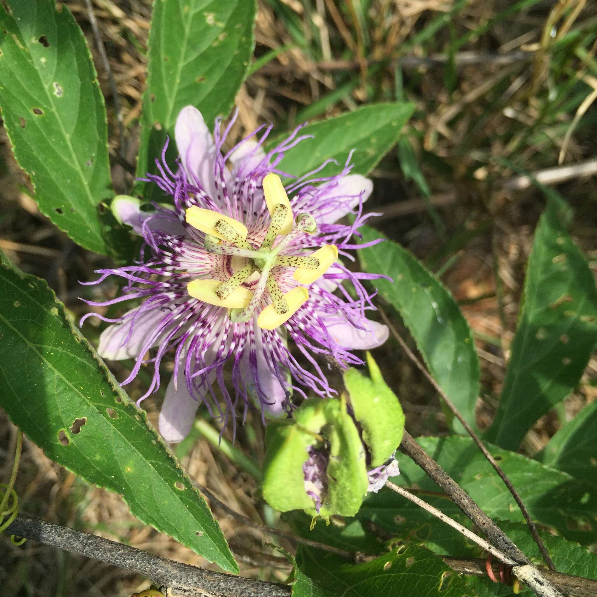 Plancia ëd Passiflora incarnata L.