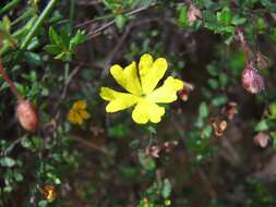 Image of Hibbertia empetrifolia (DC.) Hoogland