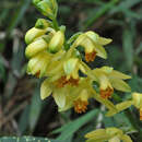 Phaius flavus (Blume) Lindl. resmi