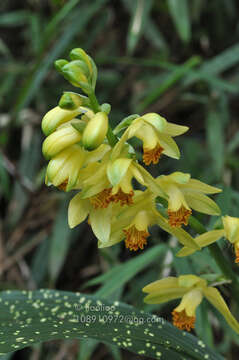 Phaius flavus (Blume) Lindl. resmi