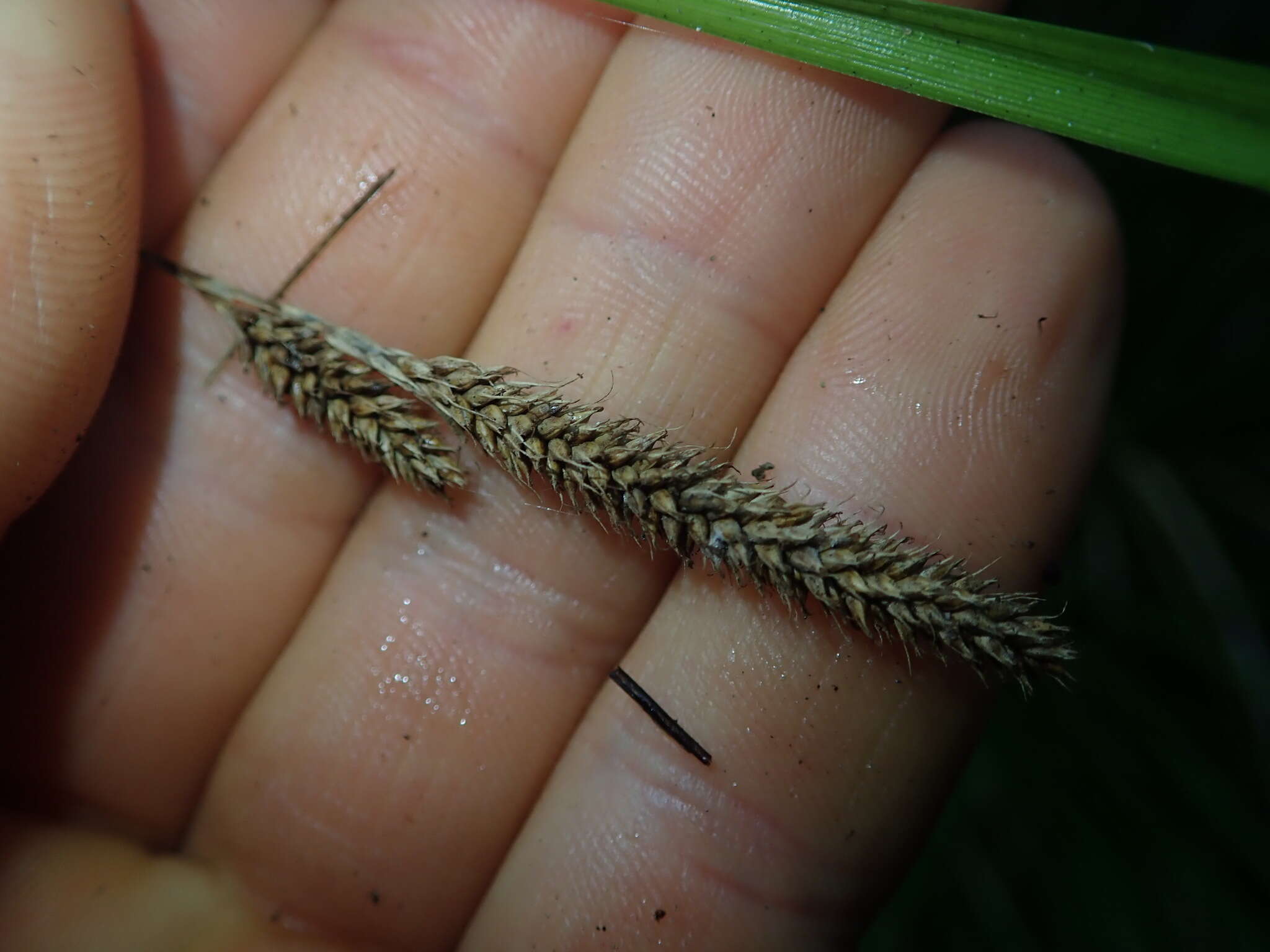 Image of Carex ochrosaccus (C. B. Clarke) Hamlin