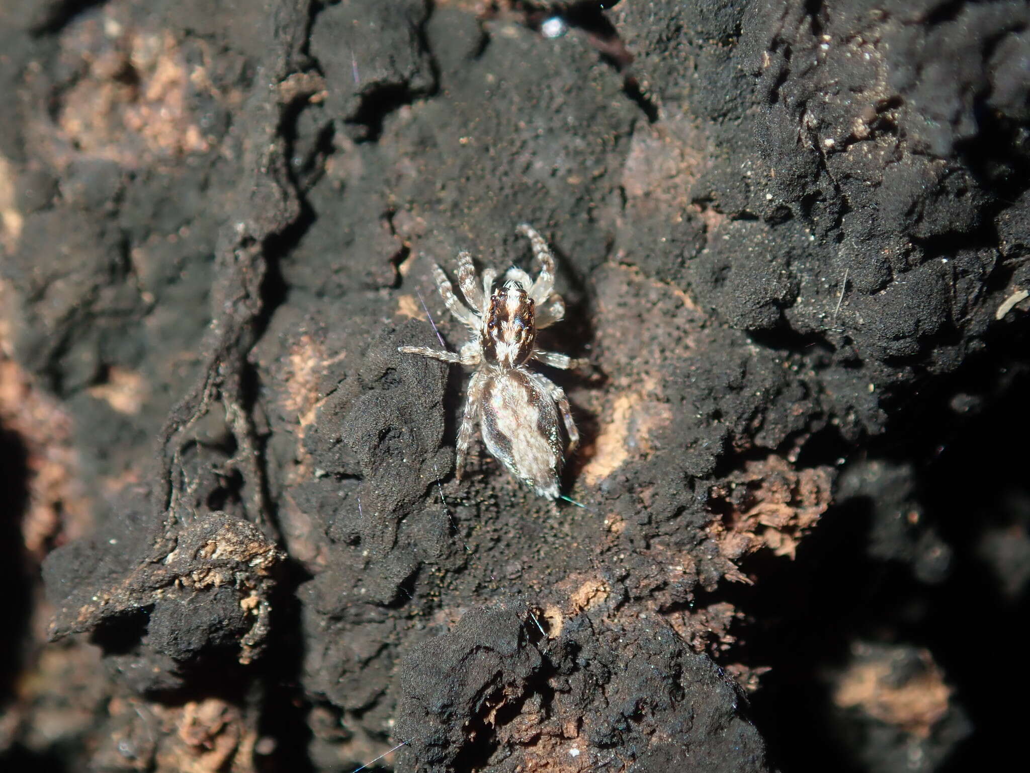 Image of Apricia bracteata (L. Koch 1879)