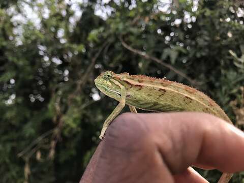 Image of Montane side-striped chameleon