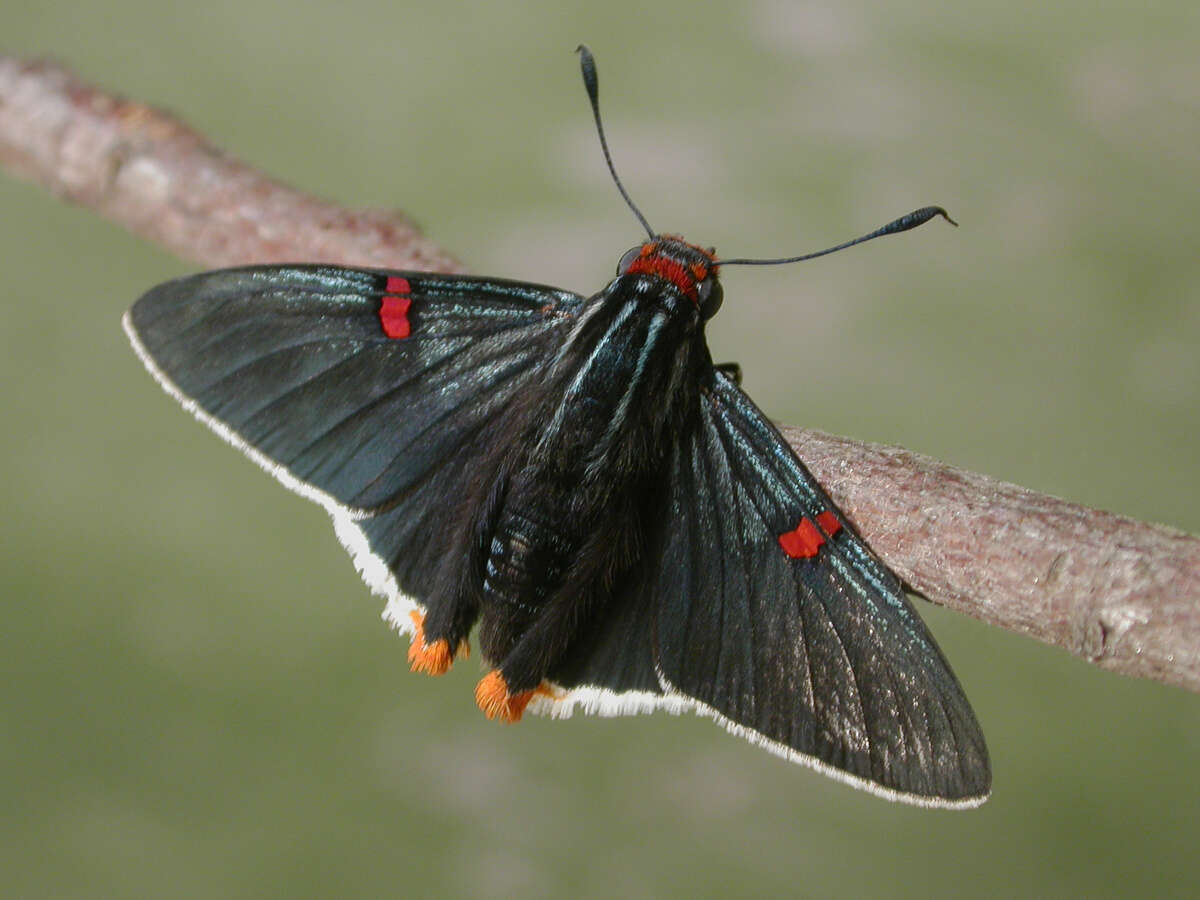 Plancia ëd Phocides polybius Fabricius 1793