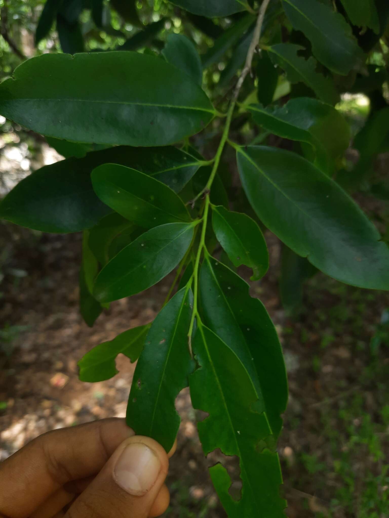 Image of Diospyros affinis Thwaites