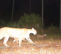 Image of Puma concolor coryi