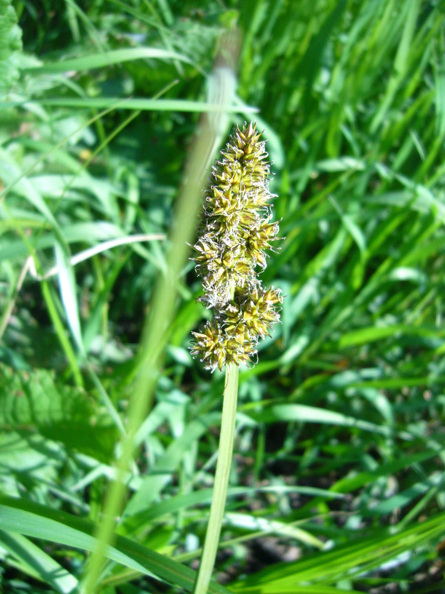 Image of True fox-sedge