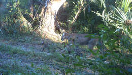 Image of Puma concolor coryi