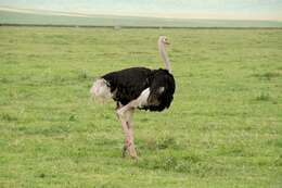 Image of Masai ostrich