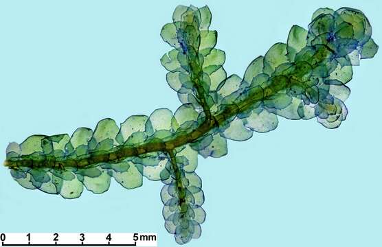 Image of Porella arboris-vitae (With.) Grolle