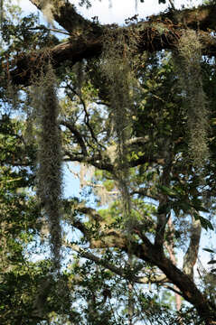 Sivun Tillandsia usneoides (L.) L. kuva