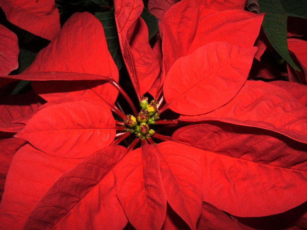 Image of poinsettia