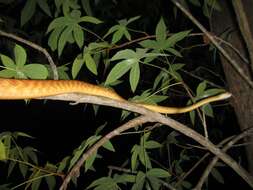 Image of Brown tree snake