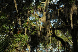 Sivun Tillandsia usneoides (L.) L. kuva