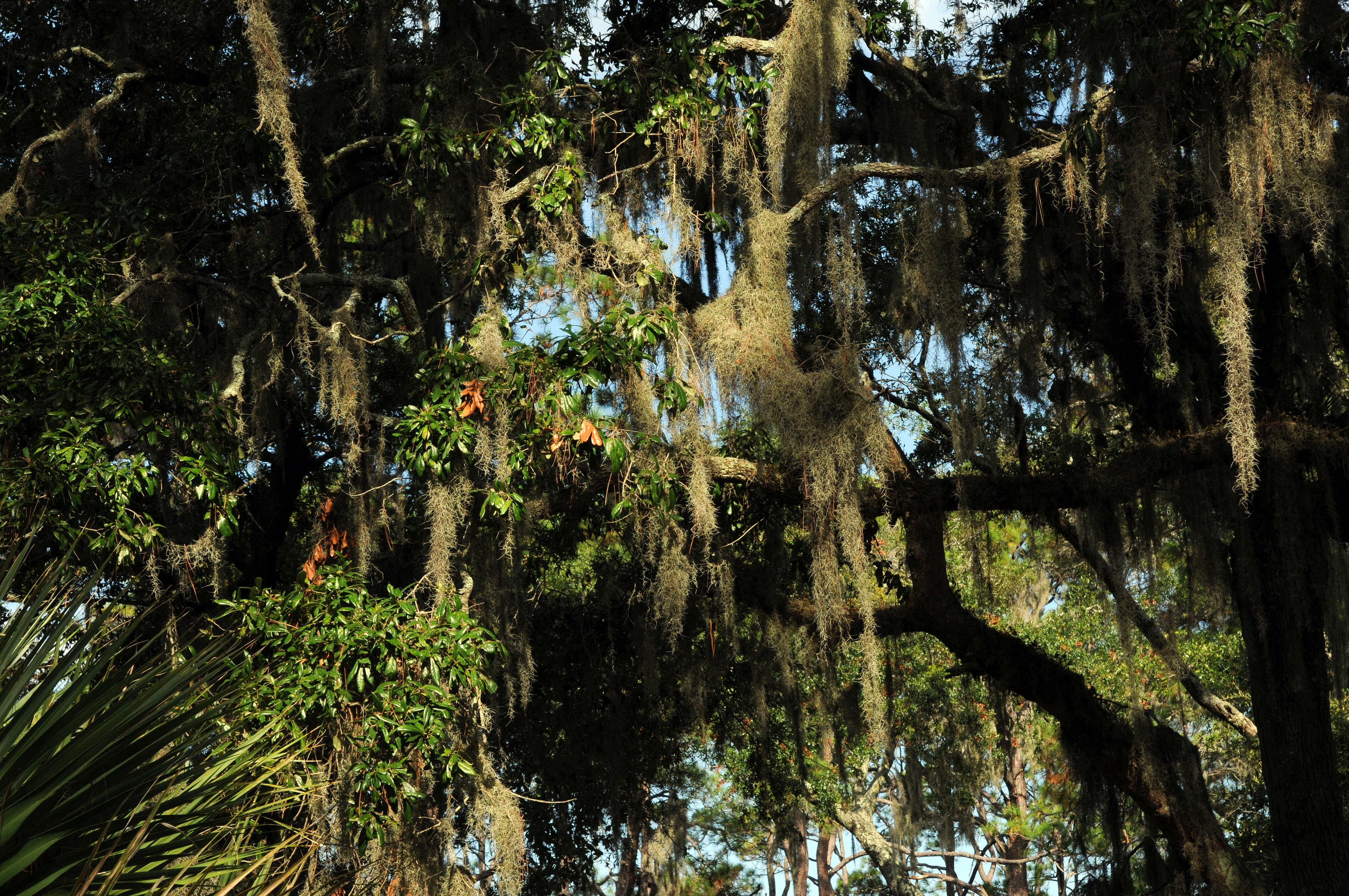 Sivun Tillandsia usneoides (L.) L. kuva