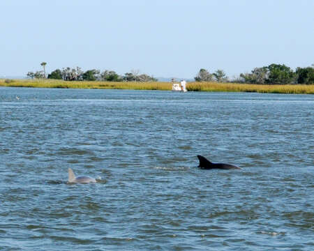 Image of Bottlenose Dolphin