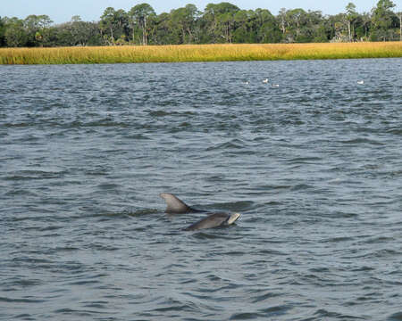 Imagem de Tursiops Gervais 1855